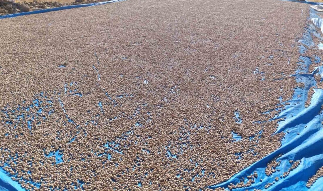 Siirt fıstığında işleme çalışmaları fabrikalarda hız kesmeden devam ediyor. Türkiye’nin