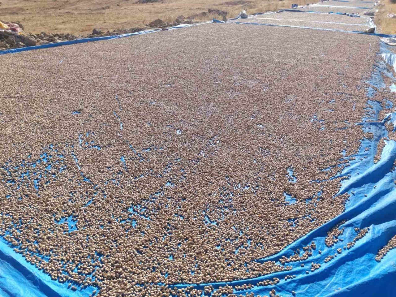 Siirt fıstığında işleme çalışmaları fabrikalarda hız kesmeden devam ediyor. Türkiye’nin