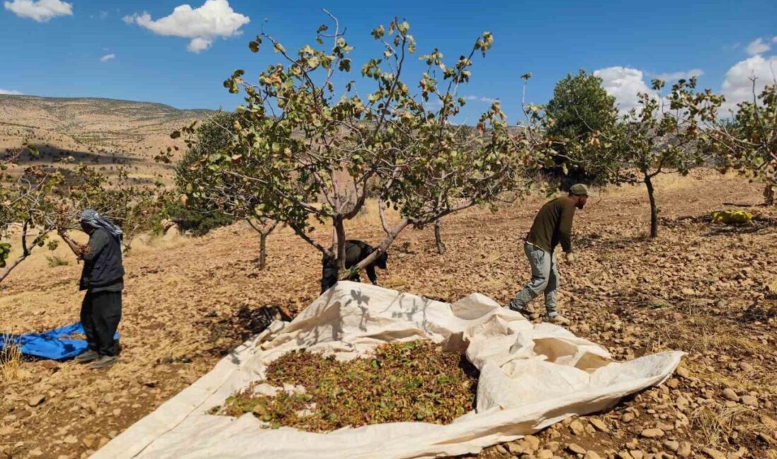 Siirt’te fıstık hasadında sona yaklaşılırken, aşırı sıcaklık ve kuraklık nedeniyle