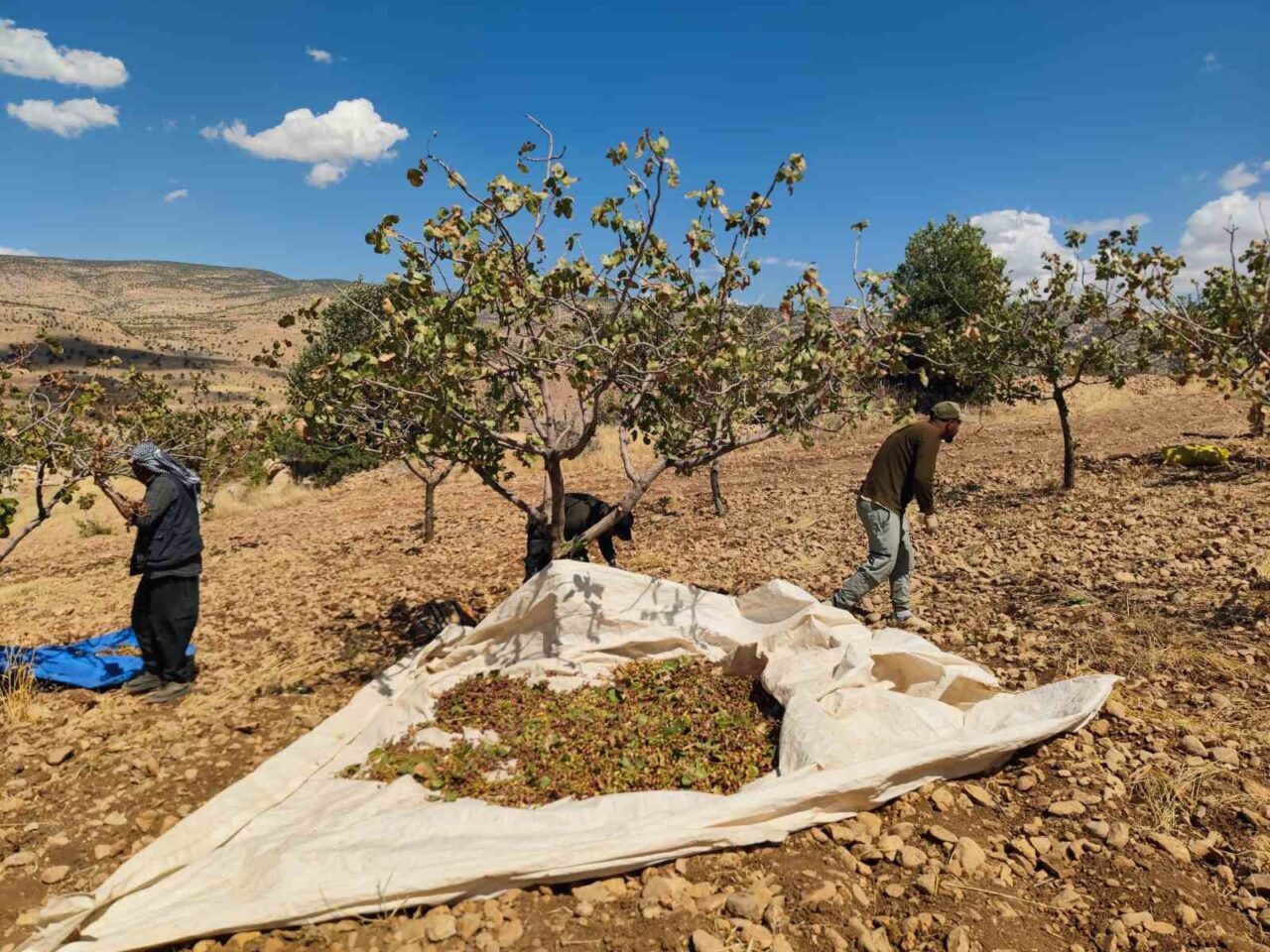 Siirt’te fıstık hasadında sona yaklaşılırken, aşırı sıcaklık ve kuraklık nedeniyle