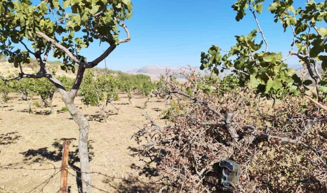 Siirt’te, kentin en önemli tarım ürünü ve geçim kaynağı olan