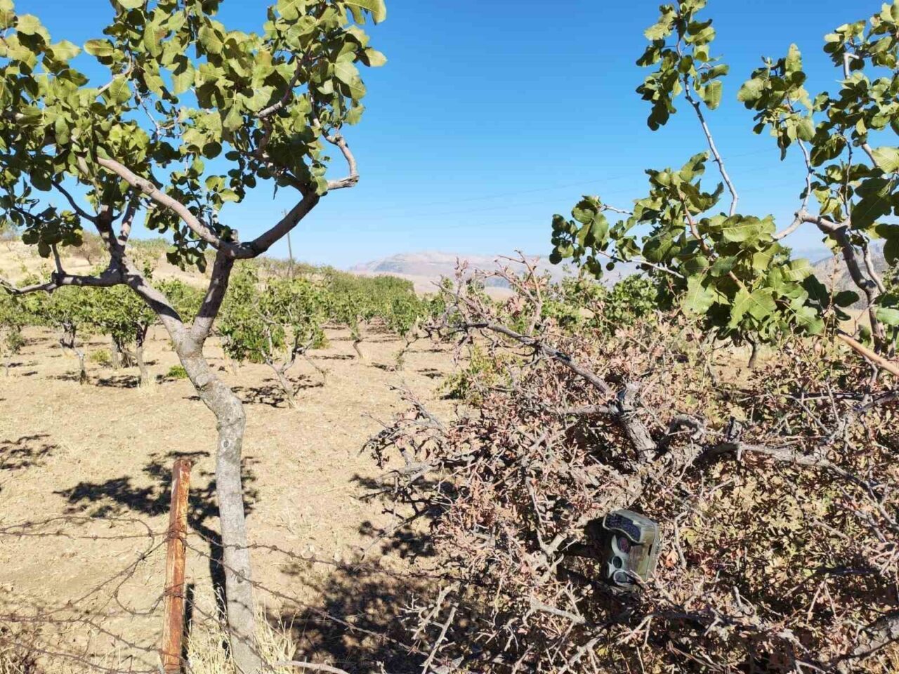 Siirt’te, kentin en önemli tarım ürünü ve geçim kaynağı olan