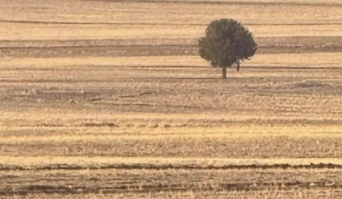 Şırnak’ın Silopi ilçesinde bir kişi tarlada ağaca asılı halde ölü