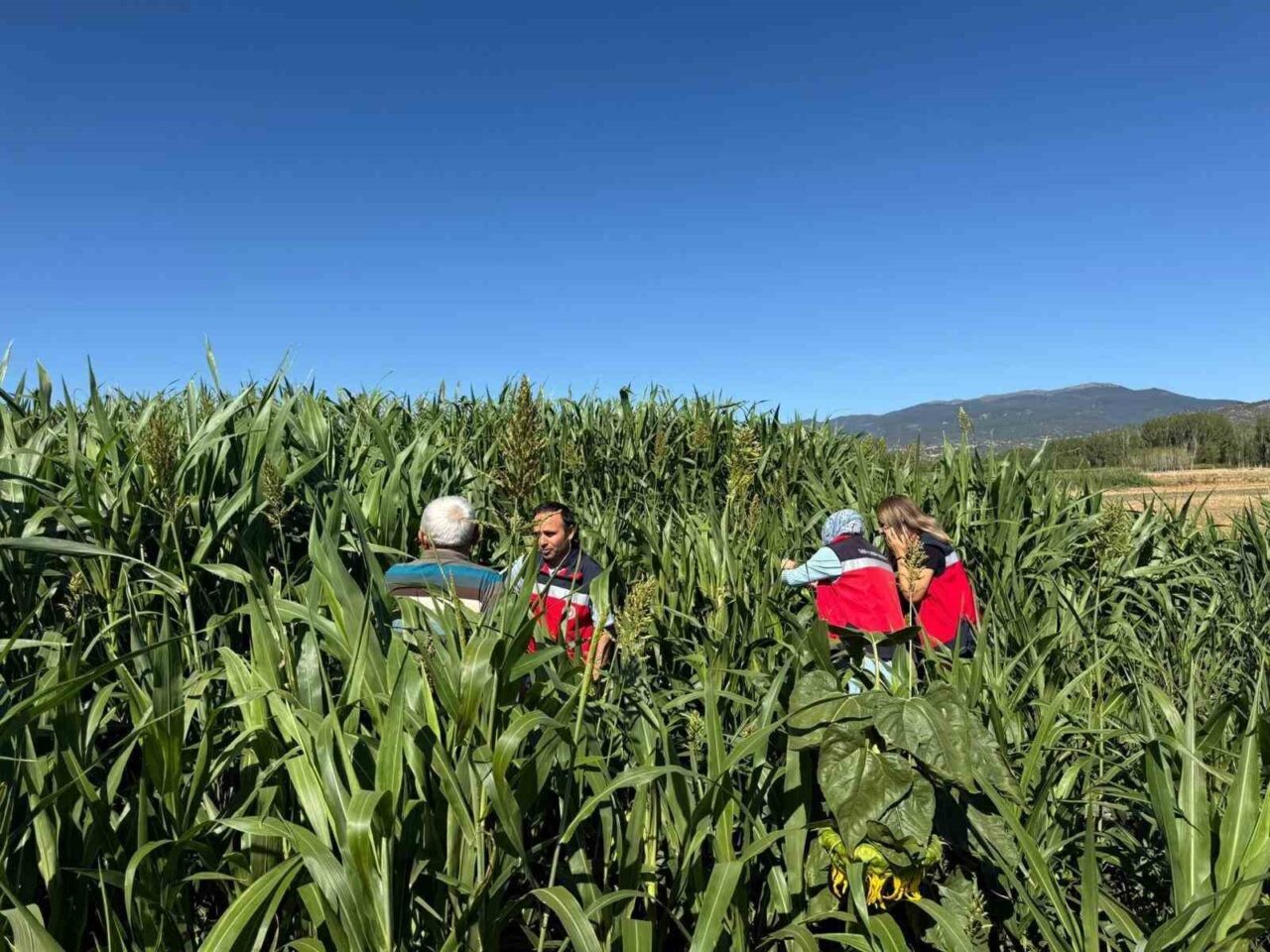 Simav İlçe Tarım ve Orman Müdürlüğü teknik personelince hasat zamanı