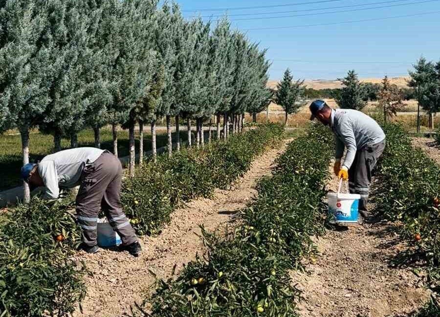Sincan Belediyesi’nin çevre dostu projelerinden biri olan Eko Çiftlik Sıfır