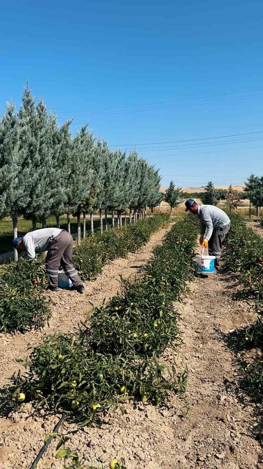 Sincan Belediyesi’nin çevre dostu projelerinden biri olan Eko Çiftlik Sıfır
