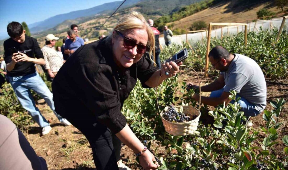 Balıkesir’in Sındırgı ilçesinde Çıkrıkçı Mahallesi’nde bu yıl ikincisi düzenlenen Aronya