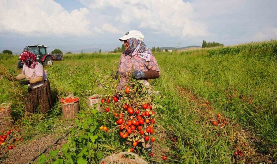 Balıkesir’in Sındırgı ilçesinde 10 Ağustos’ta meydana gelen 6,1 büyüklüğündeki depremin