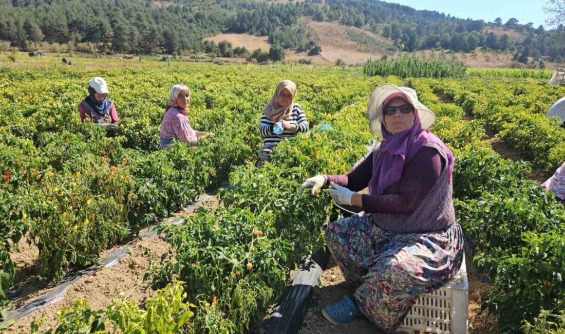 Balıkesir’in Sındırgı ilçesinde yöre sakinlerince ’Biberiye’ olarak adlandırılan turşuluk acı