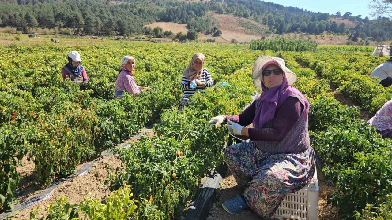 Balıkesir’in Sındırgı ilçesinde yöre sakinlerince ’Biberiye’ olarak adlandırılan turşuluk acı