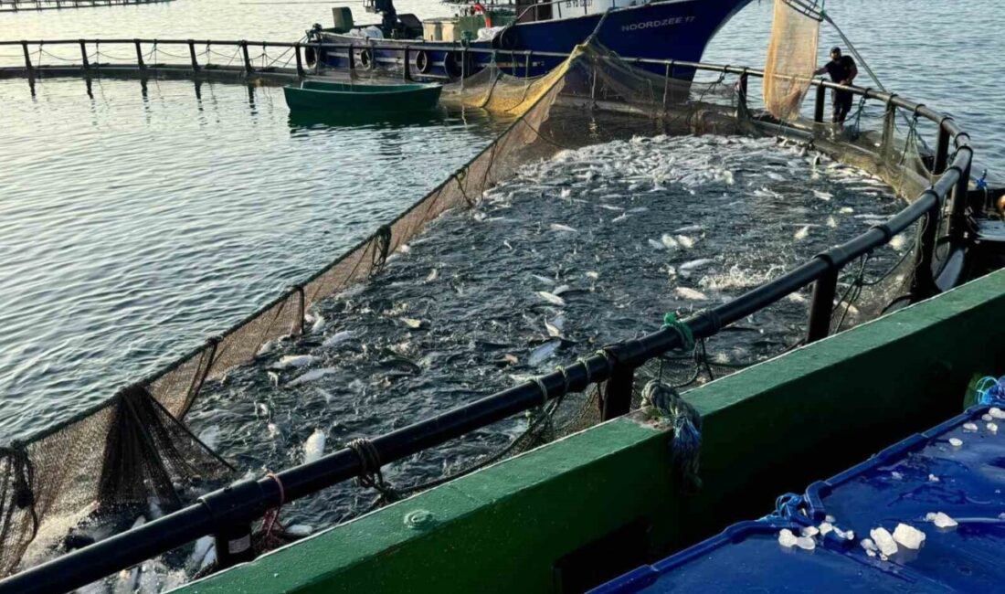 Türkiye’de kültür balıkçılığının önemli ürünlerinden biri olan Türk somonu üretiminde