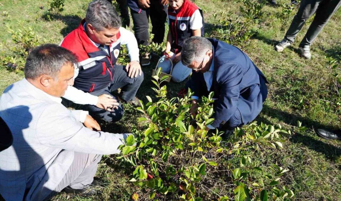 Sinop’ta ’süper meyve’ olarak bilinen aronya meyvesi hasadı yapıldı. Sinop