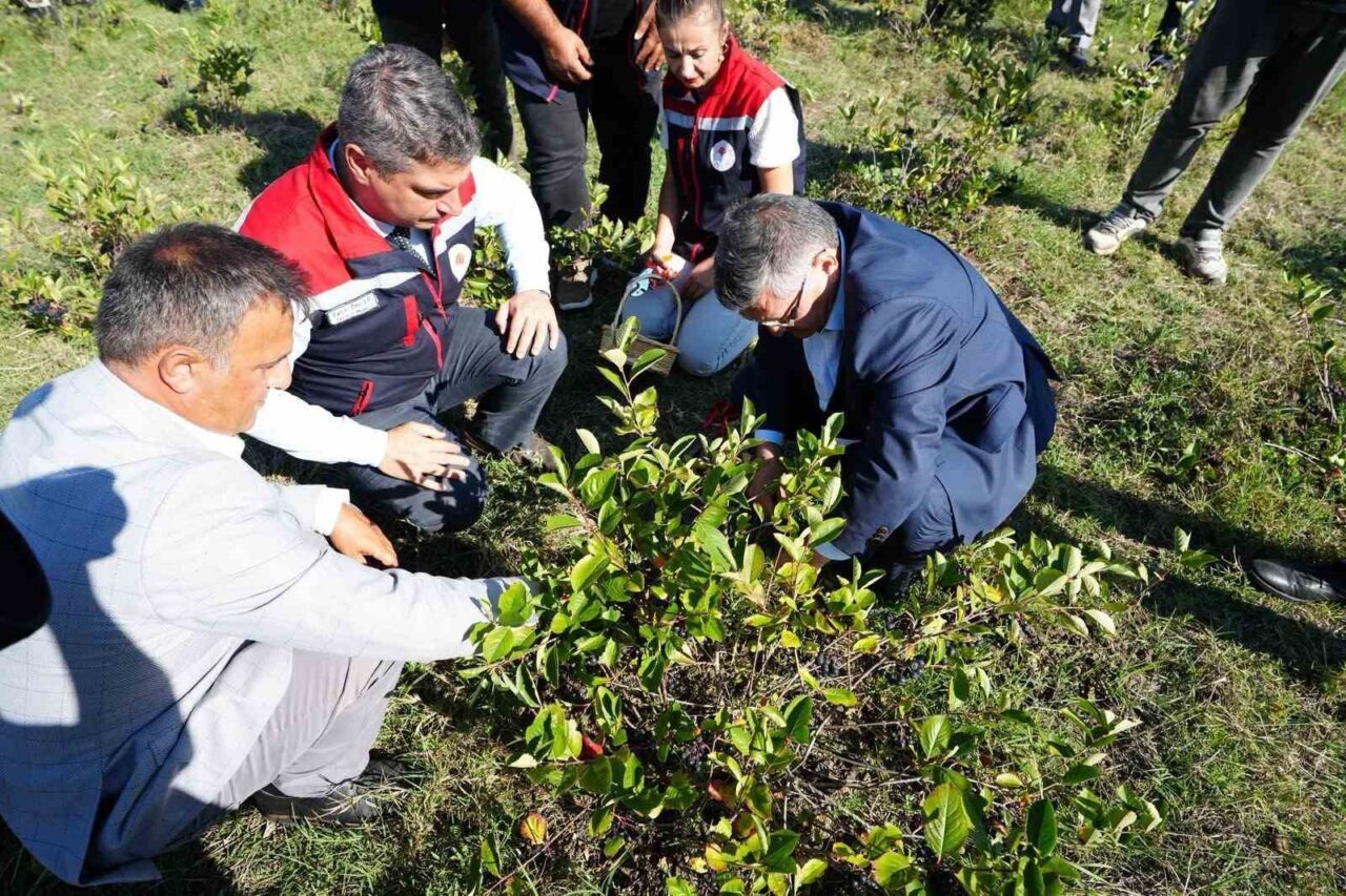Sinop’ta ’süper meyve’ olarak bilinen aronya meyvesi hasadı yapıldı. Sinop