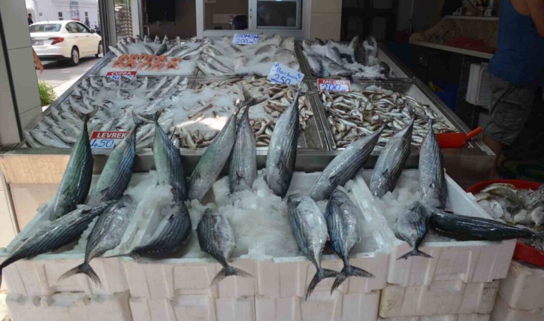 Karadeniz’de Sinop açıklarında avlanan yaklaşık 3 kiloluk torik balıkları tanesi