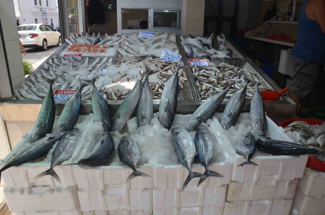 Karadeniz’de Sinop açıklarında avlanan yaklaşık 3 kiloluk torik balıkları tanesi