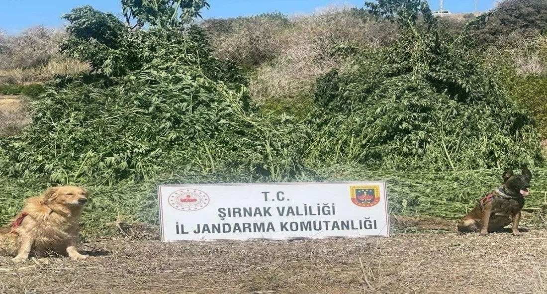 Şırnak İl Jandarma Komutanlığı Narkotik ile Kaçakçılık ve Organize Suçlarla
