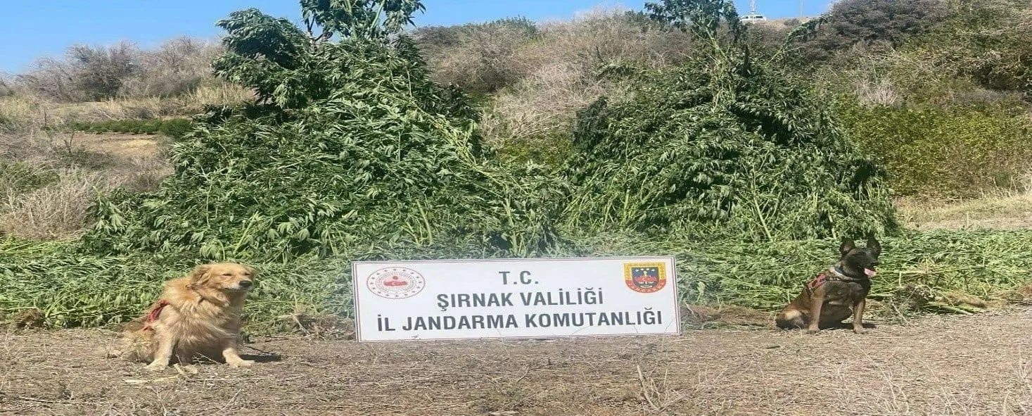 Şırnak İl Jandarma Komutanlığı Narkotik ile Kaçakçılık ve Organize Suçlarla