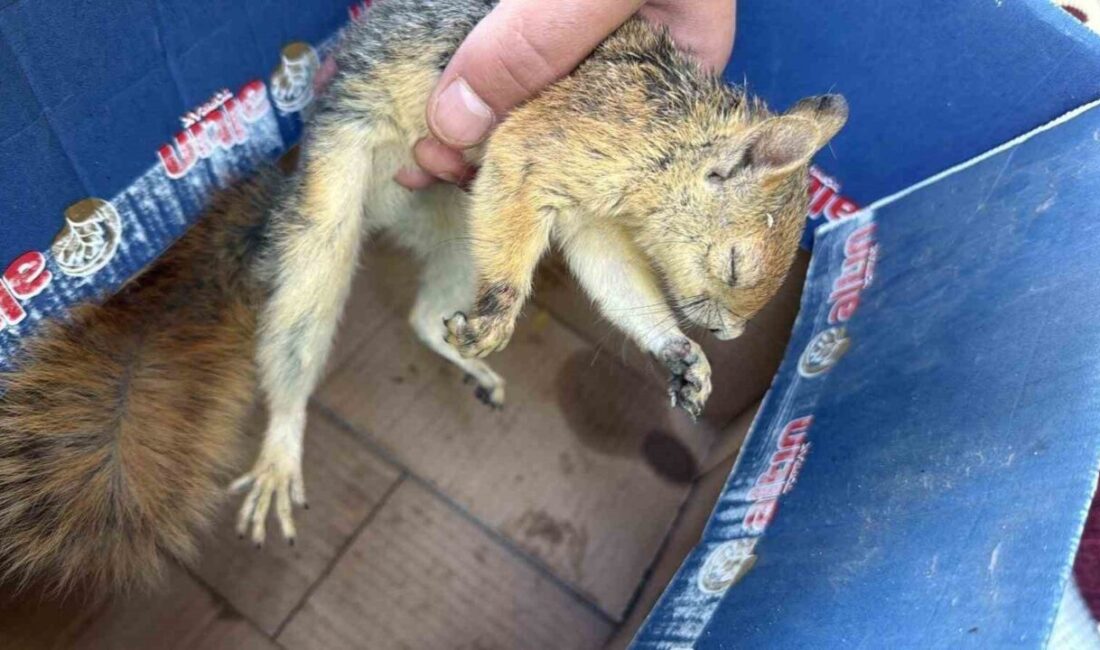 Şırnak’ta duyarlı vatandaşlar tarafından yaralı ve bitkin halde bulunan güvercin,