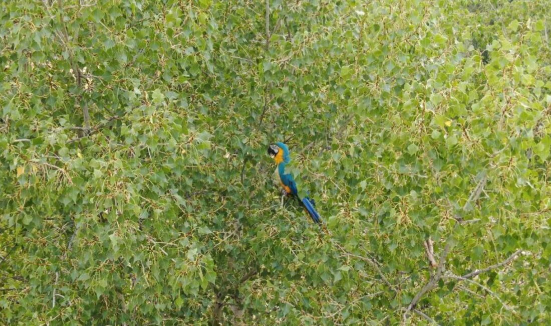 Sivas’ta kaybolduktan sonra bir ağaçta olduğu fark edilen papağan, Rus