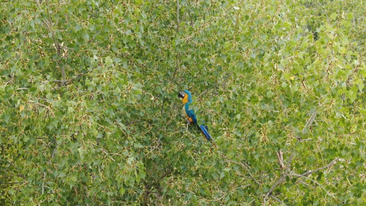 Sivas’ta kaybolduktan sonra bir ağaçta olduğu fark edilen papağan, Rus