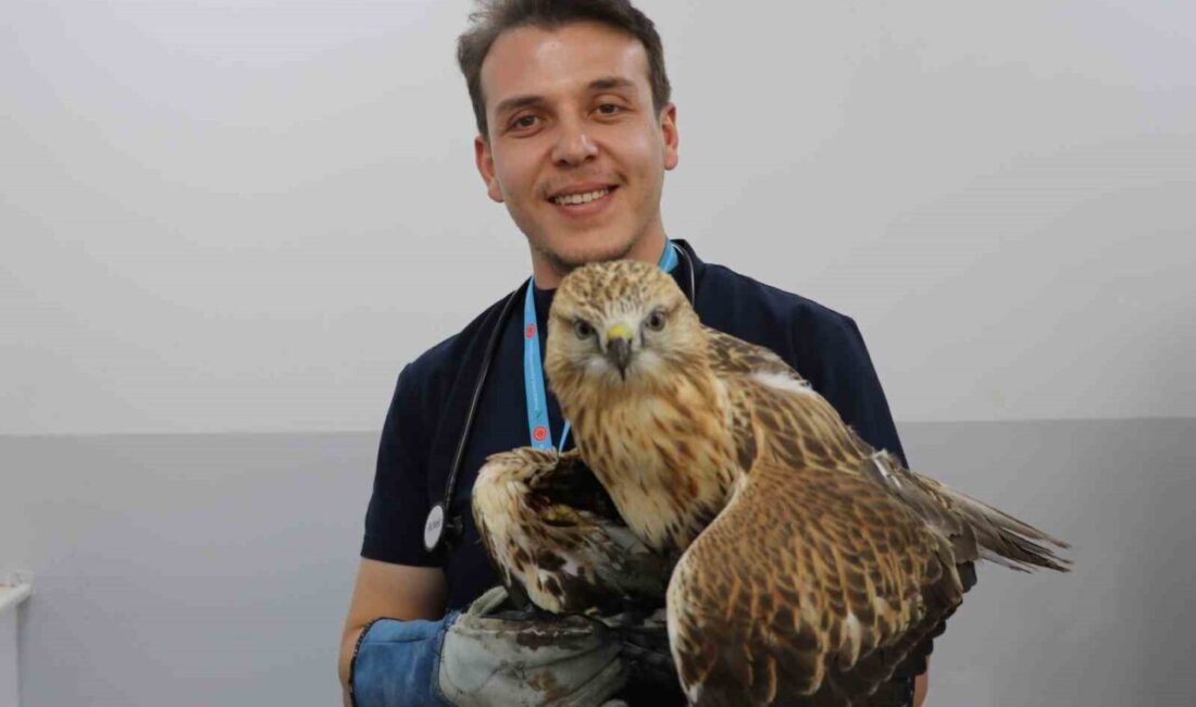 Sivas’ta bir vatandaş, yol kenarında kanadından vurulmuş halde bir kızıl