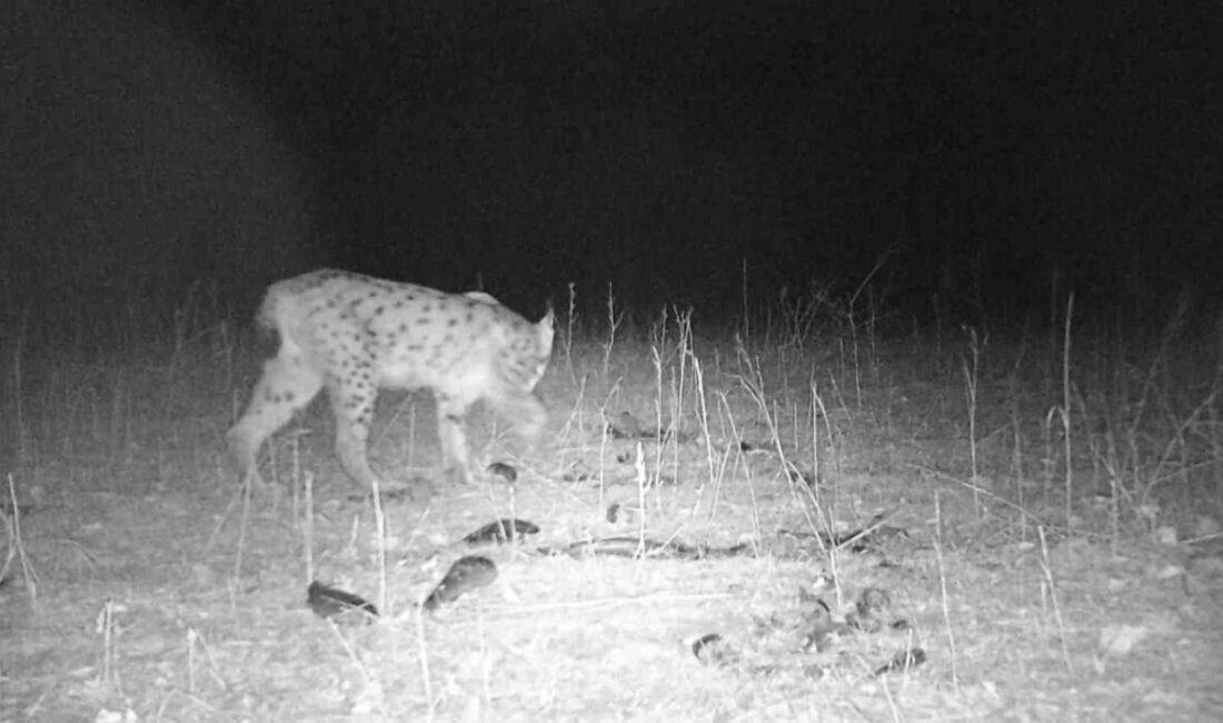 Sivas’ın Gemerek ilçesinin Sızır beldesinde doğaya yerleştirilen fotokapanlar vahşi yaşamı