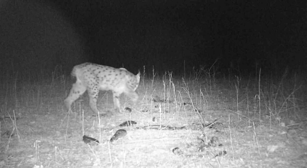 Sivas’ın Gemerek ilçesinin Sızır beldesinde doğaya yerleştirilen fotokapanlar vahşi yaşamı
