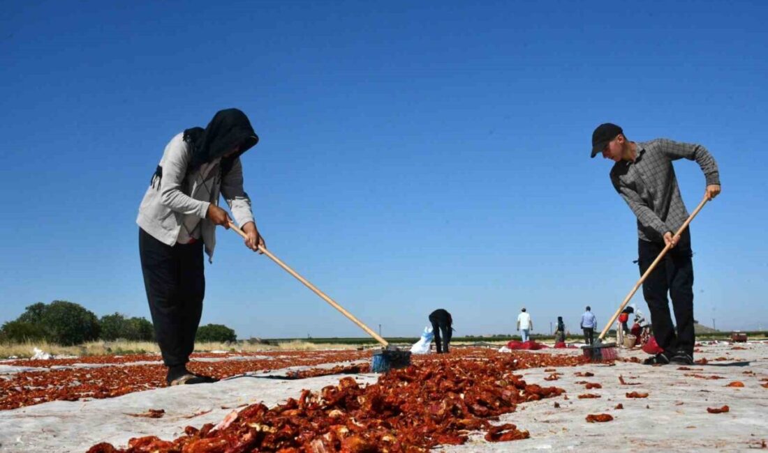 Şanlıurfa’nın Siverek ilçesinde yetiştirilen kurutmalık domatesler, dünyanın dört bir yanına