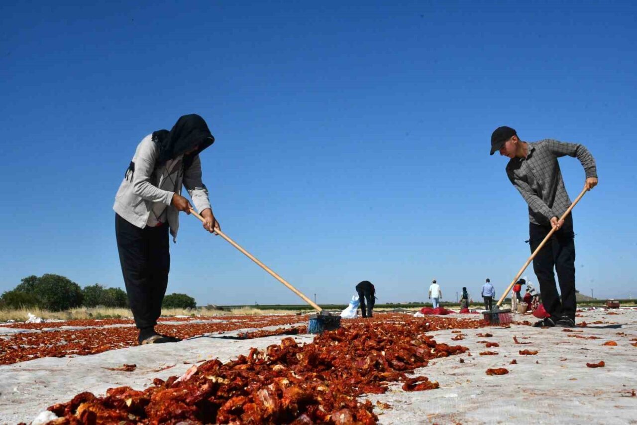 Şanlıurfa’nın Siverek ilçesinde yetiştirilen kurutmalık domatesler, dünyanın dört bir yanına