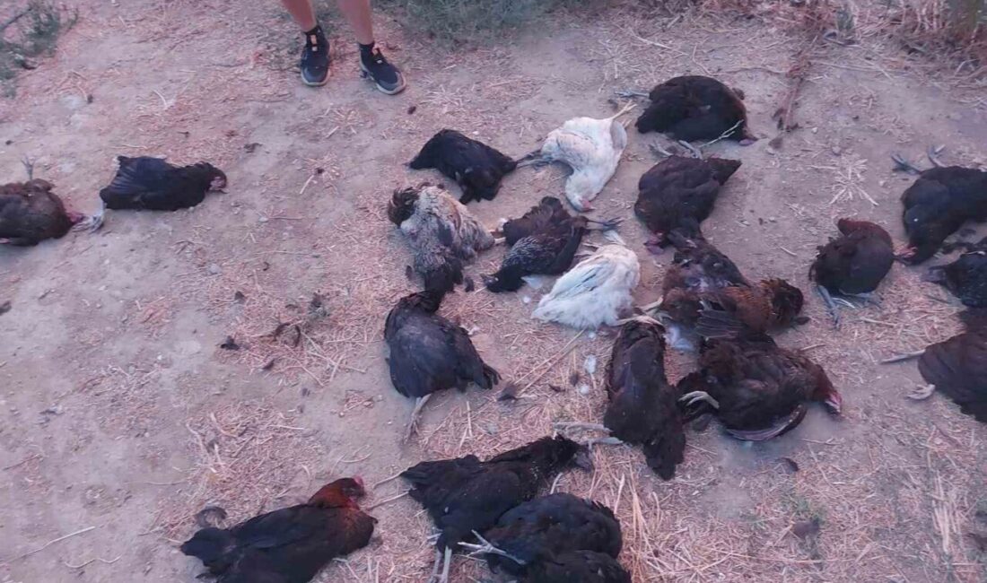 Aydın’ın İncirliova ilçesinde sokak köpekleri bir evin bahçesine girerek kümesteki