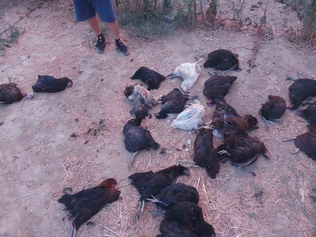 Aydın’ın İncirliova ilçesinde sokak köpekleri bir evin bahçesine girerek kümesteki