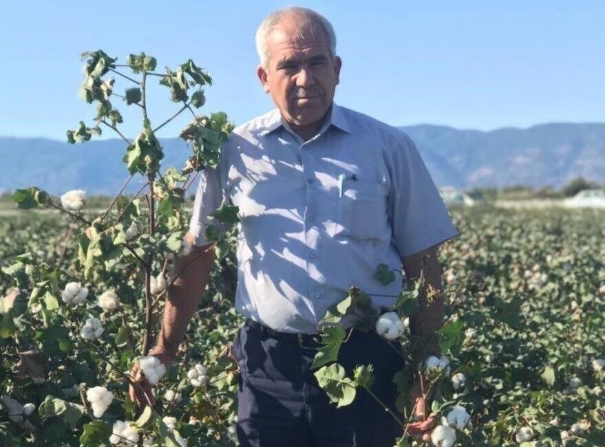 Söke’de pamuk hasadı başlarken üretici hem fiyatlardan hem de rekolteden