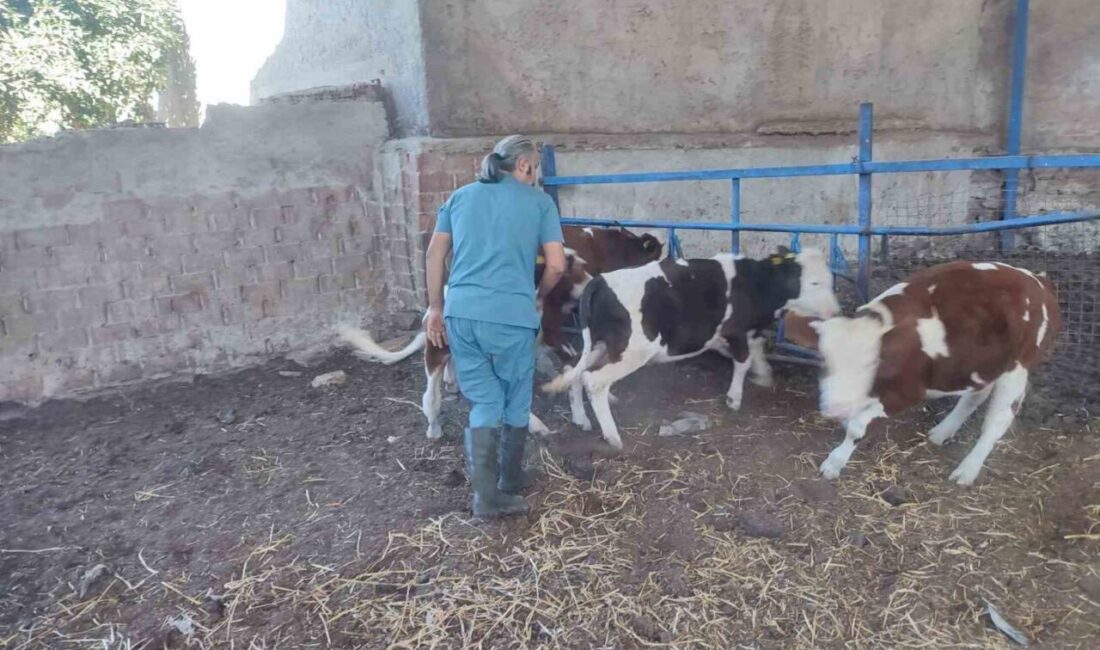 Aydın’ın Söke ilçesinde İlçe Tarım ve Orman Müdürlüğü ekipleri, Doğanbey,