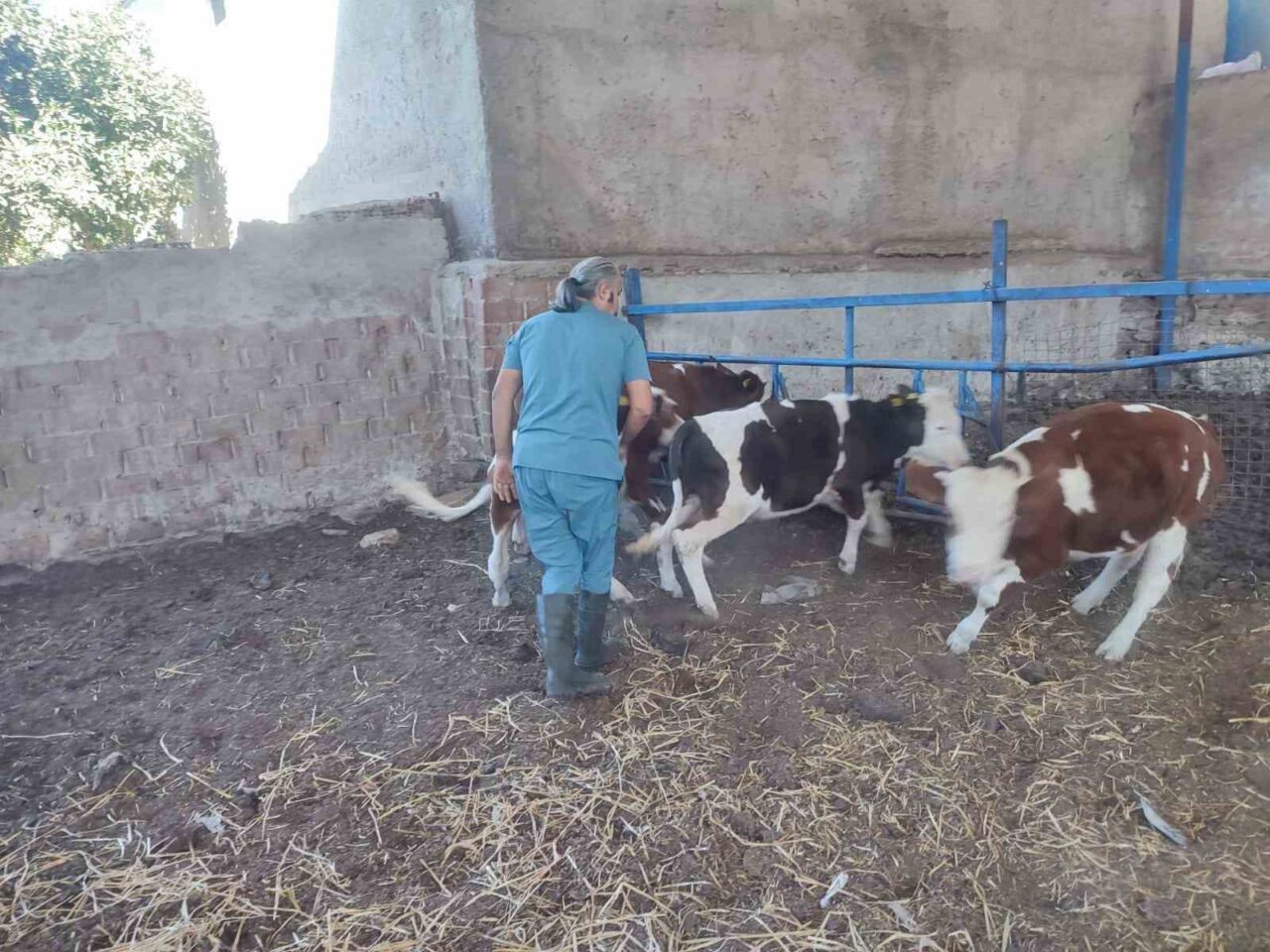 Aydın’ın Söke ilçesinde İlçe Tarım ve Orman Müdürlüğü ekipleri, Doğanbey,