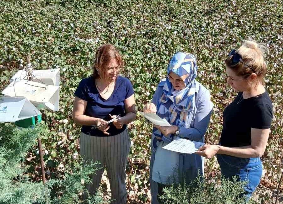 Aydın’ın Söke ilçesinde pamuk ekili alanlarda yapılan kontrollerde pembekurt zararlısının