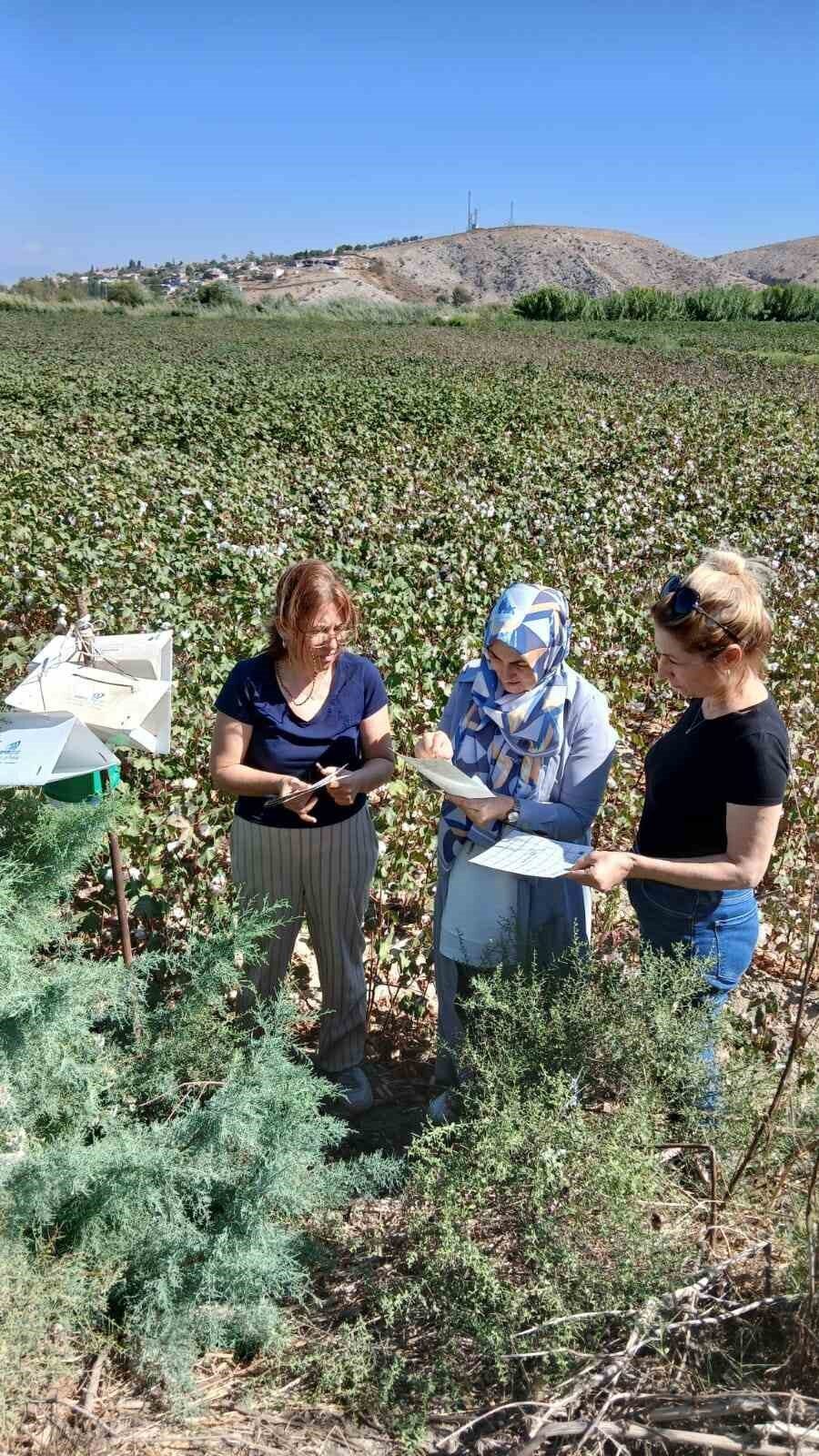 Aydın’ın Söke ilçesinde pamuk ekili alanlarda yapılan kontrollerde pembekurt zararlısının