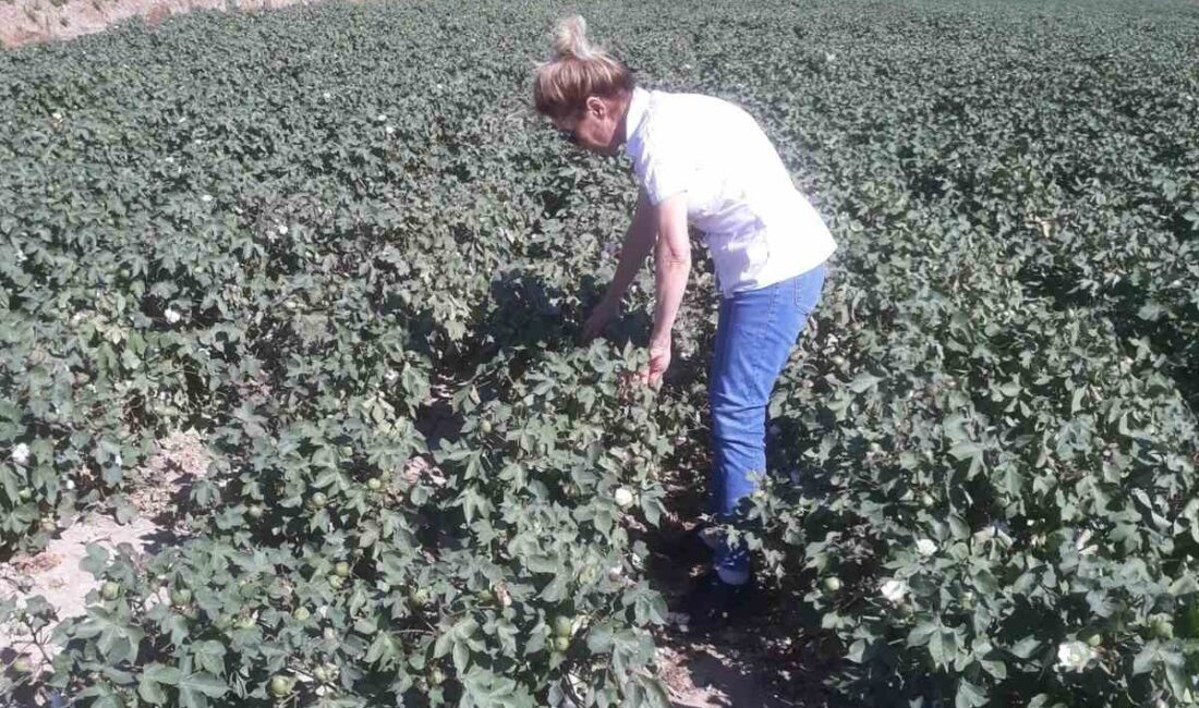 Türkiye’nin önemli tarım kentlerinden olan Aydın’ın Söke ilçesinde, Akdeniz meyve