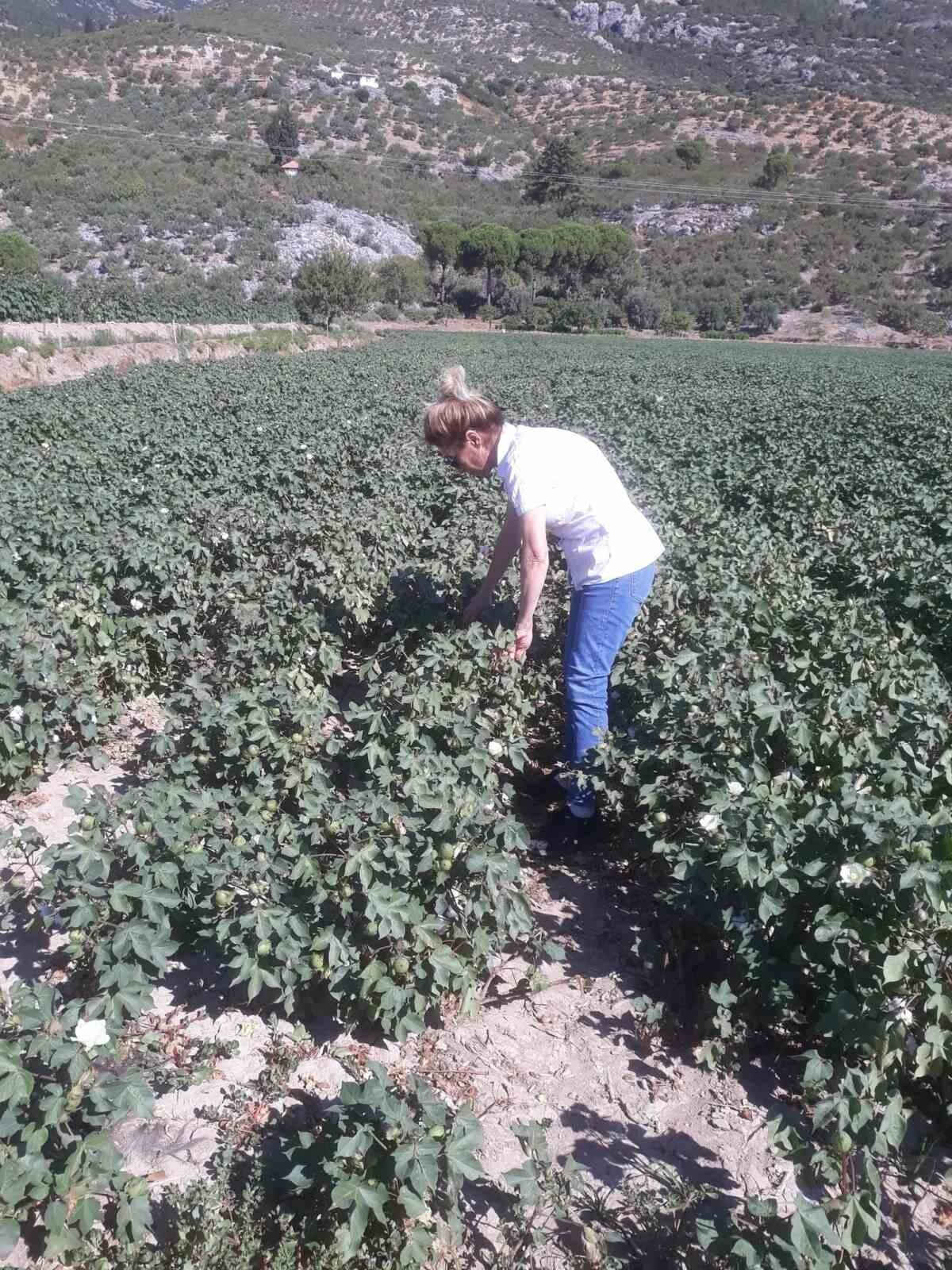 Türkiye’nin önemli tarım kentlerinden olan Aydın’ın Söke ilçesinde, Akdeniz meyve