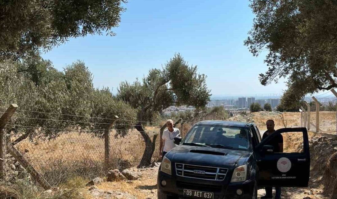 Türkiye’nin önemli zeytin üretim merkezlerinden olan Aydın’ın Söke ilçesinde sahaya