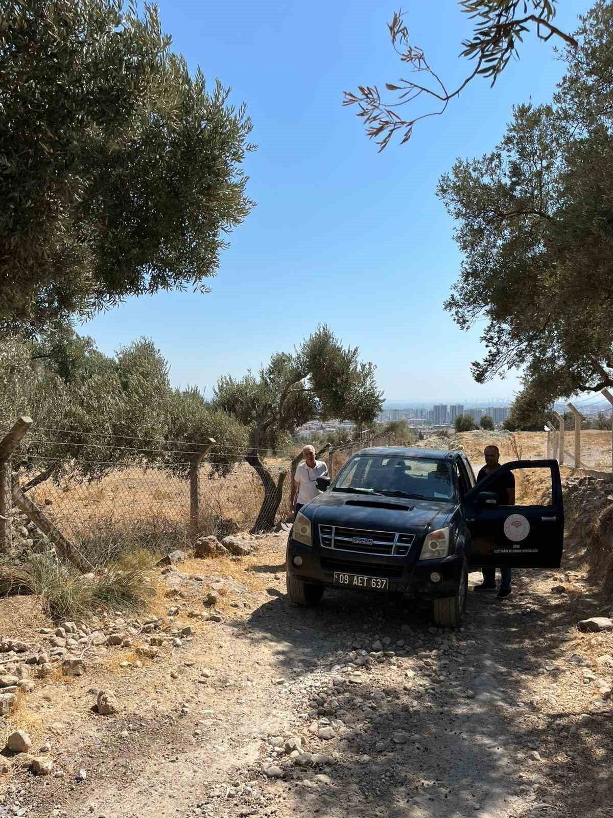 Türkiye’nin önemli zeytin üretim merkezlerinden olan Aydın’ın Söke ilçesinde sahaya