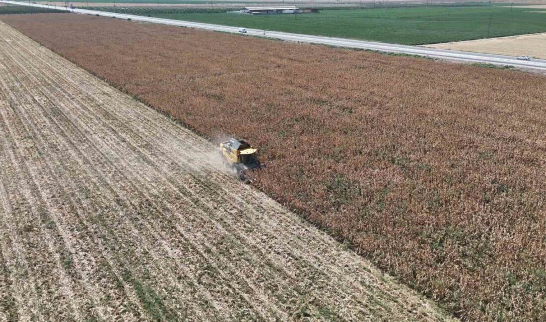 HATAY (İHA) – Hatay’da kurak geçen yaz mevsiminde devam eden