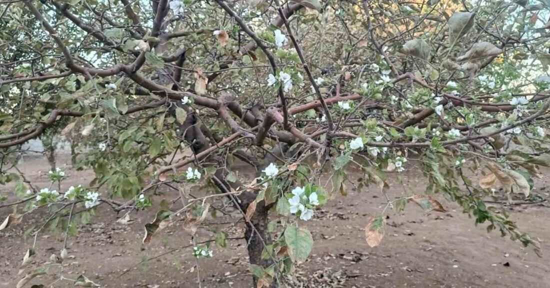 Sonbahara girilmesi rağmen tüm dalları çiçek açan ağaç, görenleri hayrete