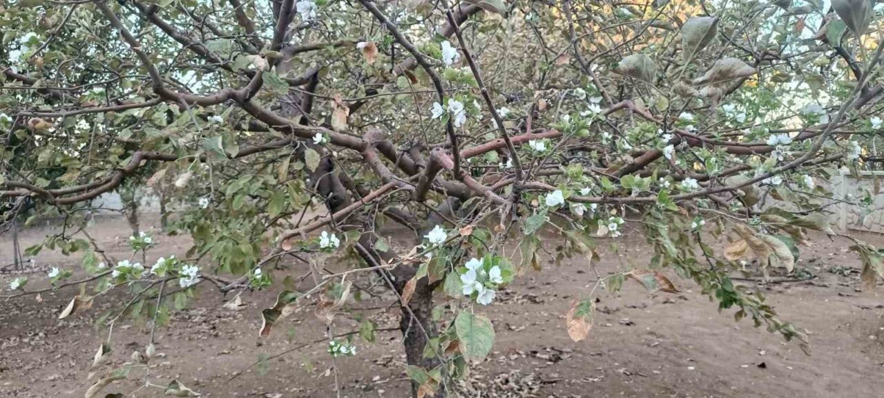 Sonbahara girilmesi rağmen tüm dalları çiçek açan ağaç, görenleri hayrete
