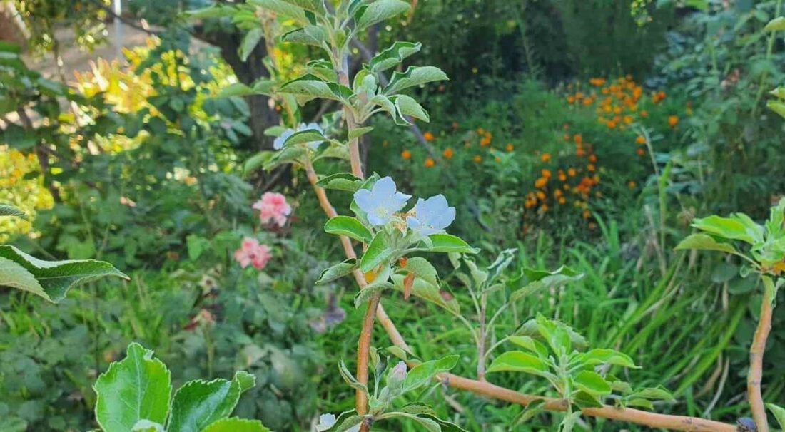 Sonbahar mevsimine girilmesine rağmen Elazığ’ın Palu ilçesinde çiçek açan elma