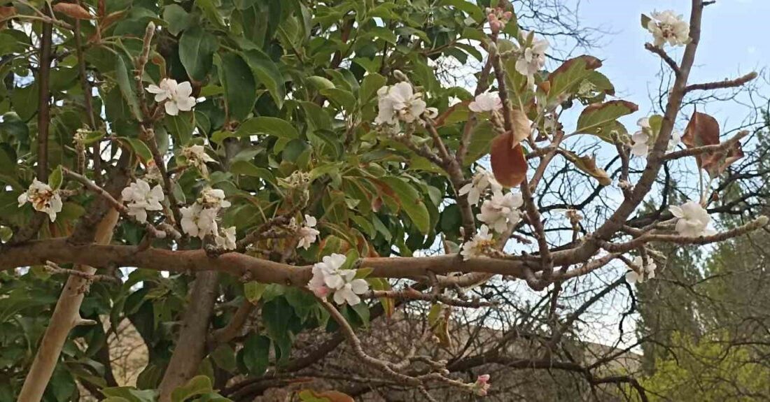 Sivas’ta eylül ayının ortasında çiçek açan elma ağacı görenleri hayrete