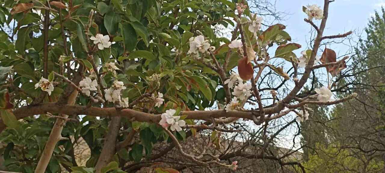 Sivas’ta eylül ayının ortasında çiçek açan elma ağacı görenleri hayrete