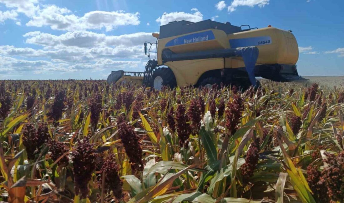 Tekirdağ İl Tarım ve Orman Müdürlüğü tarafından yürütülen “Dane Sorgum