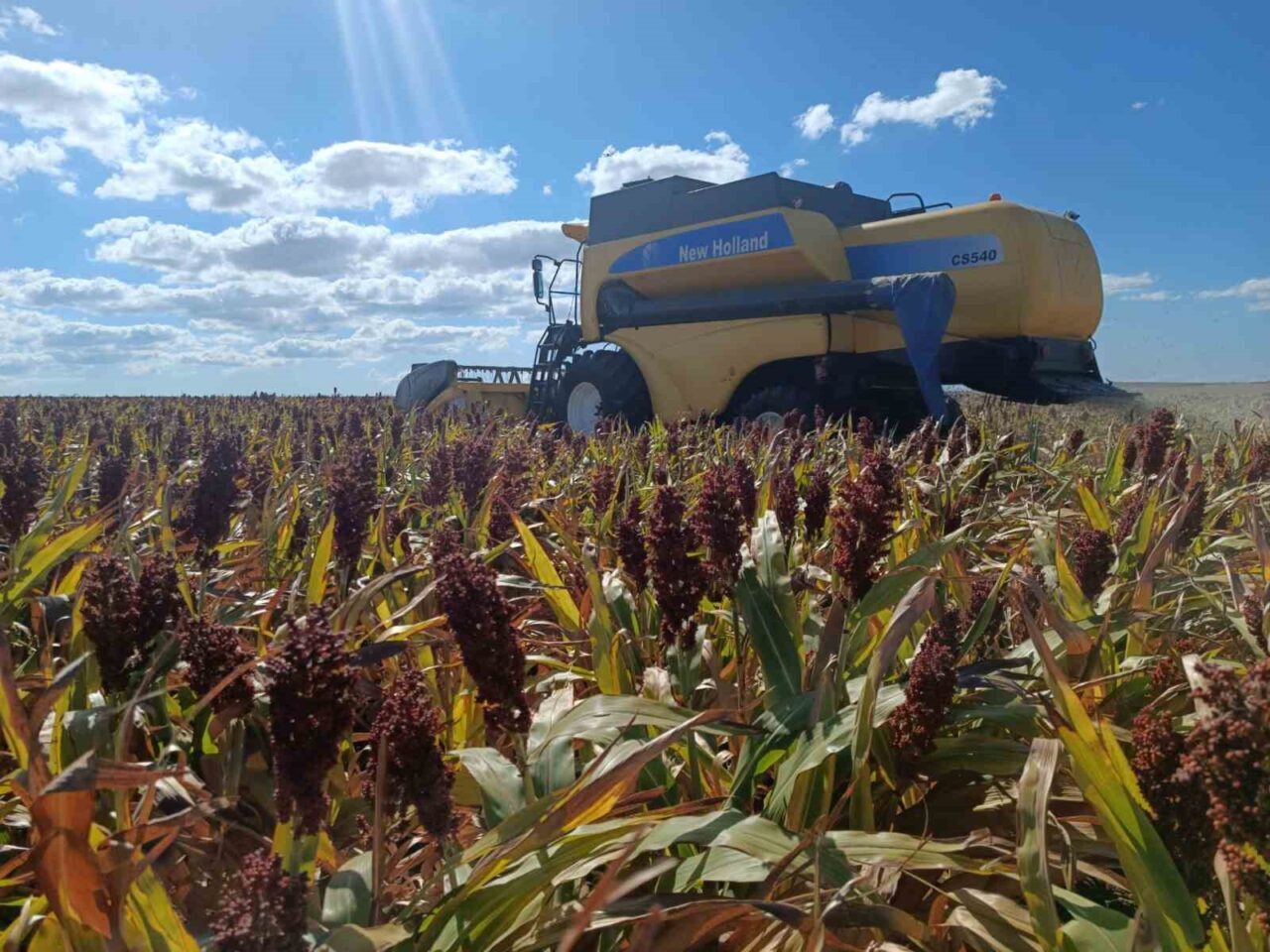 Tekirdağ İl Tarım ve Orman Müdürlüğü tarafından yürütülen “Dane Sorgum