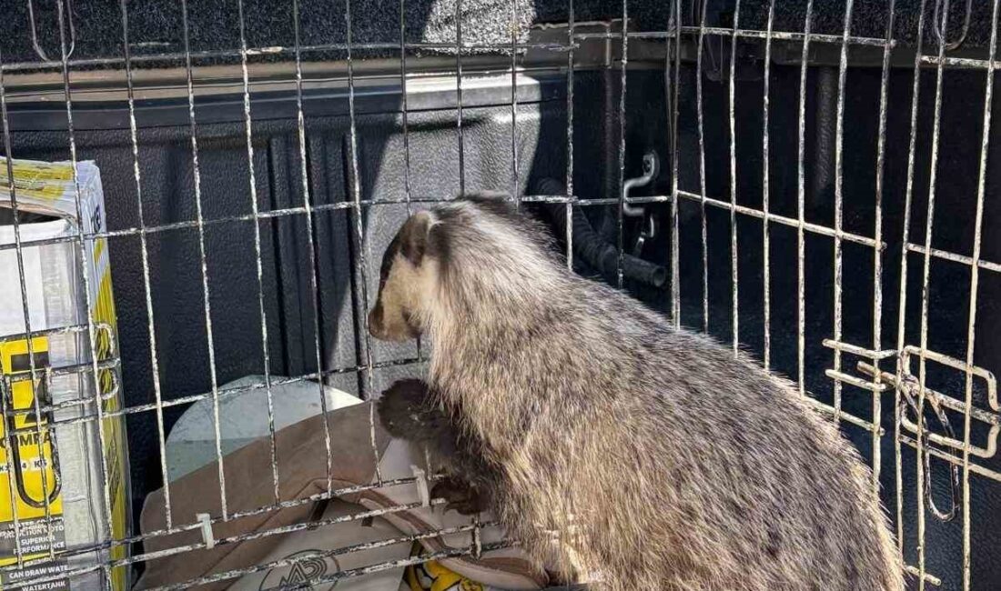 Bolu’da vatandaşlar tarafından bulunan ve strese girerek psikolojik sorunlar yaşadığı