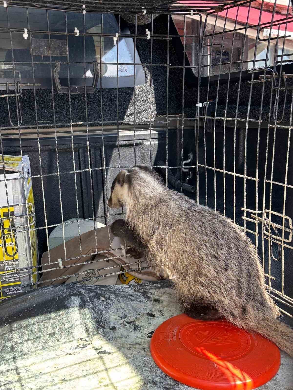 Bolu’da vatandaşlar tarafından bulunan ve strese girerek psikolojik sorunlar yaşadığı